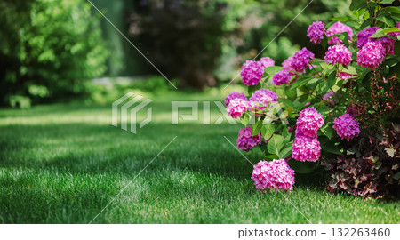 Beautiful cluster of blooming pink hydrangeas brightens green lawn of landscaped backyard, evoking summer tranquility and elegance. Beautiful cluster of blooming pink hydrangeas brightens green lawn of landscaped backyard, evoking summer tranquility and elegance. 132263460