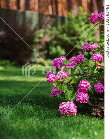 Beautiful cluster of blooming pink hydrangeas brightens green lawn of landscaped backyard, evoking summer tranquility and elegance. Beautiful cluster of blooming pink hydrangeas brightens green lawn of landscaped backyard, evoking summer tranquility and elegance. 132263461