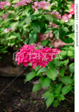 Beautiful blooming pink hydrangeas brightens green lawn landscaped backyard, evoking summer tranquility and elegance. Beautiful blooming pink hydrangeas brightens green lawn landscaped backyard, evoking summer tranquility and elegance. 132263463