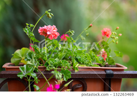 Summer Red geranium. Pelargonium blossom colorful geraniums oriental plants for decoration of gardens or balconies Summer Red geranium. Pelargonium blossom colorful geraniums oriental plants for decoration of gardens or balconies 132263469