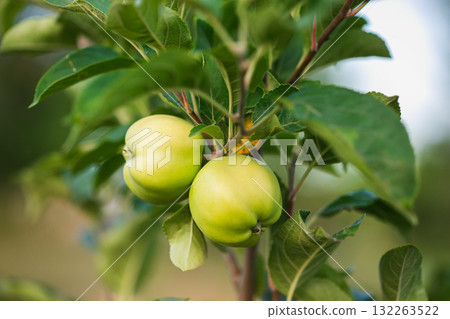 Green Apples on tree in garden Sunny day background, Green apples hanging from tree branch Natural view Green Apples on tree in garden Sunny day background, Green apples hanging from tree branch Natural view 132263522