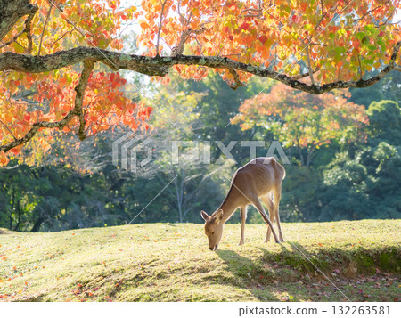Autumn leaves and deer in Nara Park 132263581