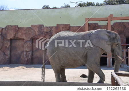 An African elephant facing right at Tobu Zoo, Miyashiro Town, Minamisaitama County, Saitama Prefecture An African elephant facing right at Tobu Zoo, Miyashiro Town, Minamisaitama County, Saitama Prefecture 132263588