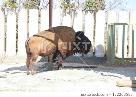 An American bison trying to rest in the shade at Tobu Zoo An American bison trying to rest in the shade at Tobu Zoo 132263593