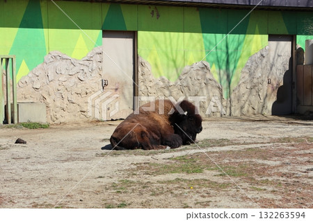 American bison grazing at Tobu Zoo 132263594