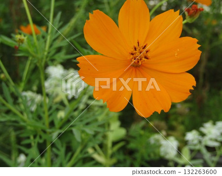橙色的波斯菊花 橙色的波斯菊花 132263600