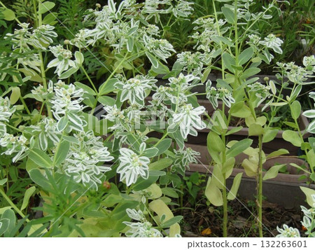 有著美麗白邊葉子的Hatuyukisou 有著美麗白邊葉子的Hatuyukisou 132263601