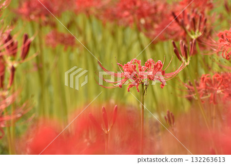 紅色的紅花裝飾春分 紅色的紅花裝飾春分 132263613