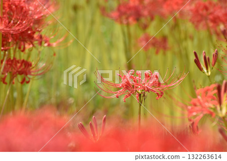 Red red spider lilies decorate the equinox Red red spider lilies decorate the equinox 132263614