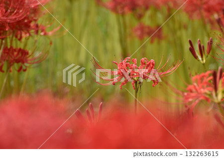 紅色的紅花裝飾春分 132263615