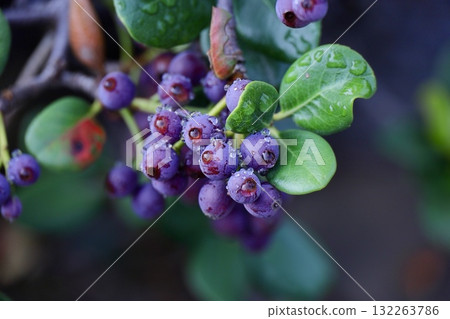 Berries after the rain 132263786