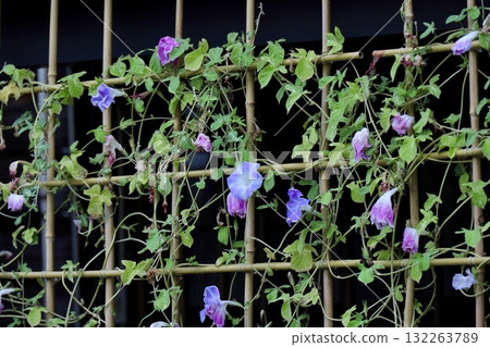 屋簷上的牽牛花 屋簷上的牽牛花 132263789