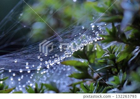 雨後的水滴就像蜘蛛網上的寶石 雨後的水滴就像蜘蛛網上的寶石 132263793