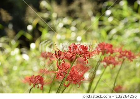紅色的紅花裝飾春分 紅色的紅花裝飾春分 132264250