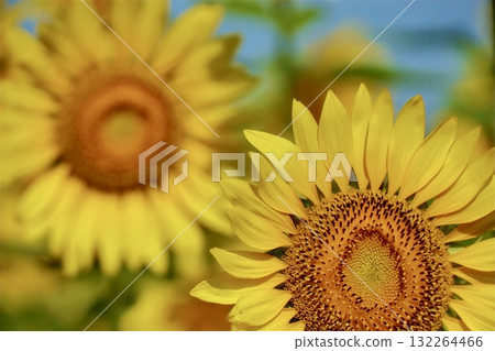 Cerulean blue sky and yellow sunflowers Cerulean blue sky and yellow sunflowers 132264466