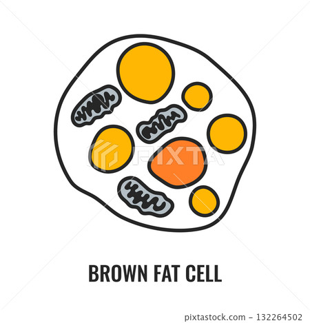 Adipose tissue browning process showing white, brown and beige fat cells Adipose tissue browning process showing white, brown and beige fat cells 132264502