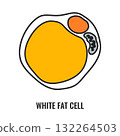Adipose tissue browning process showing white, brown and beige fat cells  132264503