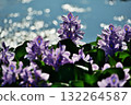 Water hyacinth 132264587