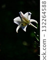 White lily flowers 132264588