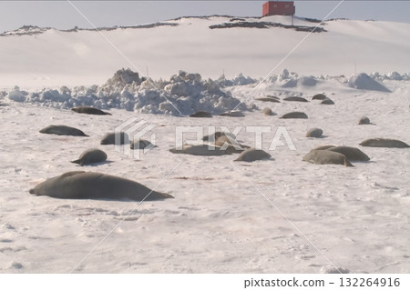 Seals on the coast of Antarctica. 132264916