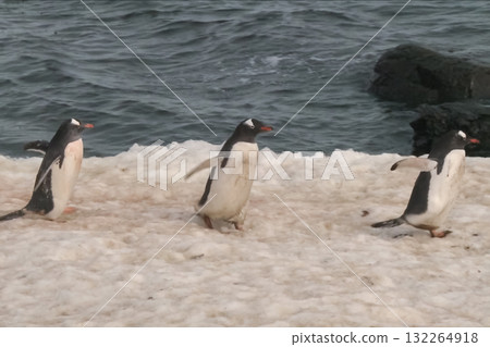 Penguins on Antarctic coast. Arctic waterfowl. 132264918