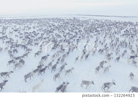 Herd of reindeer top view. Herd of reindeer top view. 132264923