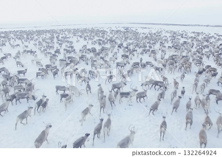 Herd of reindeer top view. Herd of reindeer top view. 132264924