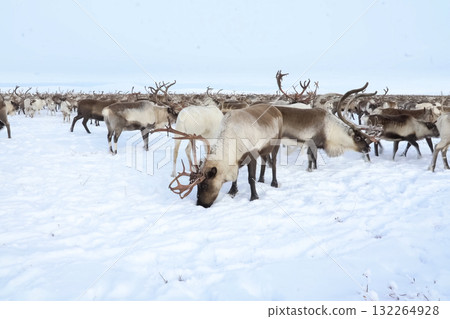 Reindeer in the sima tundra in snow. 132264928