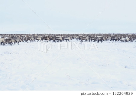 Reindeer in the sima tundra in snow. Reindeer in the sima tundra in snow. 132264929