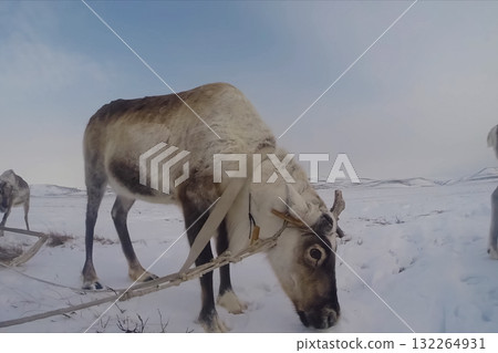 Reindeer in the sima tundra in snow. Reindeer in the sima tundra in snow. 132264931