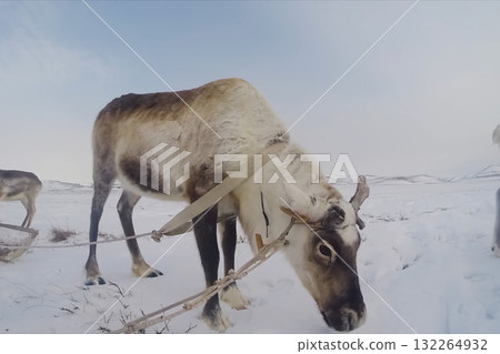 Reindeer in the sima tundra in snow. 132264932