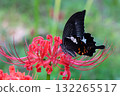 Swallowtail butterfly sucking nectar of red cluster amaryllis 132265517