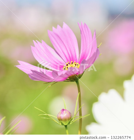 Pink cosmos basking in the autumn sunshine, bokeh background Pink cosmos basking in the autumn sunshine, bokeh background 132265774