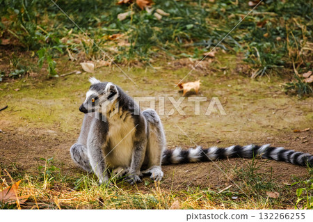Ring-tailed lemur sitting on grass and dry ground looking sideways with its long striped tail stretched behind 132266255