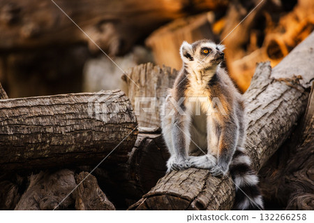 Ring-tailed lemur sitting on a log and gazing upward in soft golden sunlight 132266258