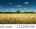A field of grain, trees on the horizon and a clear blue sky, a landscape in the background 132266396