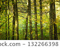 Trees in a row with yellow and green leaves on a sunny day 132266398