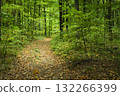 A path in the green forest 132266399