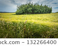 A copse in a grain field 132266400