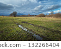 A wet meadow with trees and a cloudy sky, eastern Poland 132266404