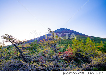 [Yamanashi Prefecture] Mt. Fuji - Autumn leaves in the inner garden 132266444