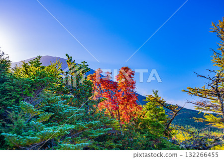 [Yamanashi Prefecture] Mt. Fuji - Autumn leaves in the inner garden 132266455