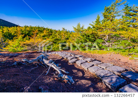 [Yamanashi Prefecture] Mt. Fuji - Autumn leaves in the inner garden 132266457