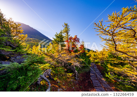 [Yamanashi Prefecture] Mt. Fuji - Autumn leaves in the inner garden 132266459