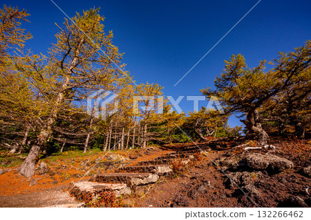 [Yamanashi Prefecture] Mt. Fuji - Autumn leaves in the inner garden 132266462