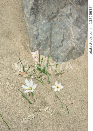 Thamas Dale Thamas Dale 132266524