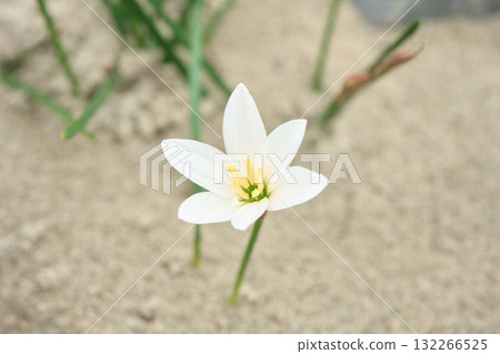 Thamas Dale Thamas Dale 132266525