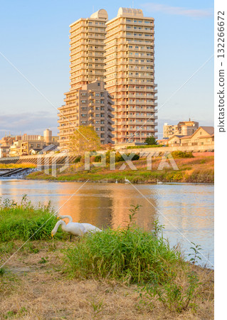 深秋的廣瀨川和天鵝 深秋的廣瀨川和天鵝 132266672
