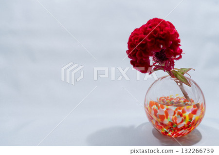 A cockscomb flower in a warm-colored glass vase against a white background (positioned on the right) 132266739