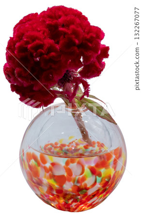 暖色玻璃花瓶中的雞冠花剪紙 132267077